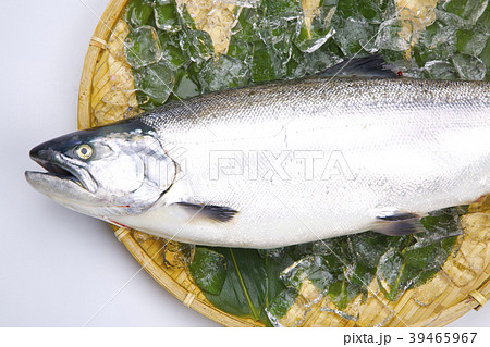 サクラマス　食材 39465967