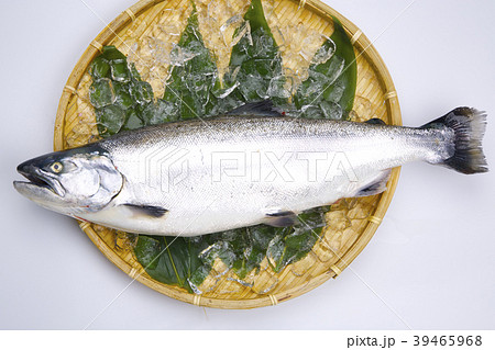 サクラマス　食材 39465968