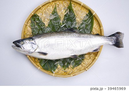 サクラマス 食材 サクラマス 食材 39465969
