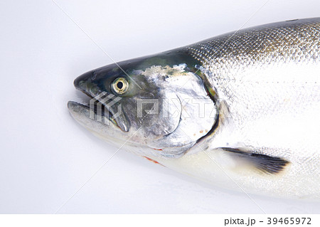 サクラマス　食材 39465972