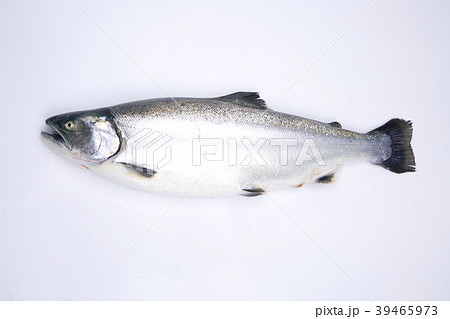 サクラマス 食材 サクラマス 食材 39465973