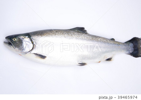 サクラマス　食材 39465974