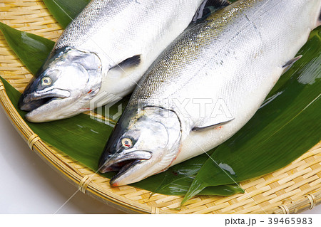 サクラマス 食材 サクラマス 食材 39465983