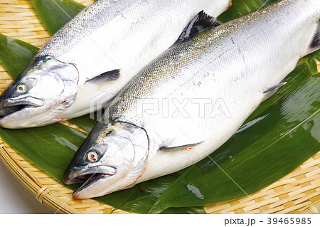 サクラマス　食材 39465985