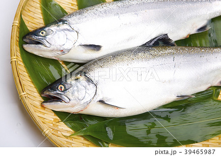 サクラマス　食材 39465987