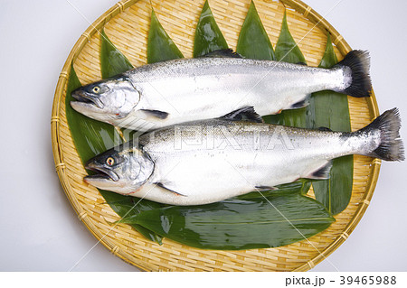 サクラマス　食材 39465988
