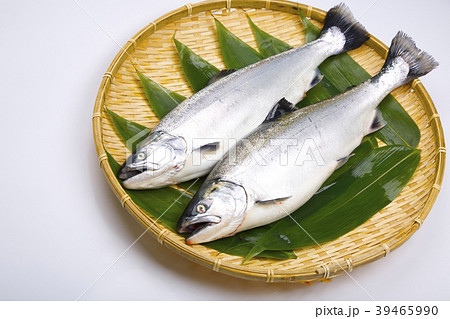 サクラマス　食材 39465990