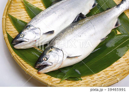 サクラマス　食材 39465991
