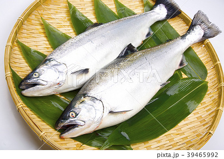 サクラマス　食材 39465992
