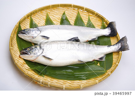 サクラマス 食材 サクラマス 食材 39465997