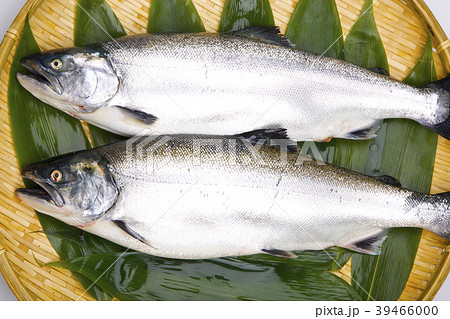 サクラマス　食材 39466000