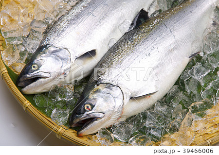 サクラマス　食材 39466006