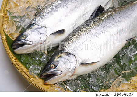 サクラマス 食材 サクラマス 食材 39466007