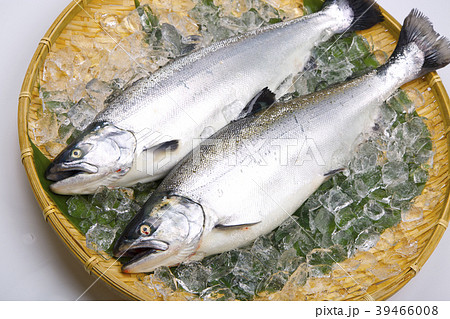 サクラマス　食材 39466008