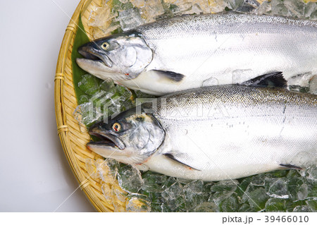 サクラマス 食材 サクラマス 食材 39466010
