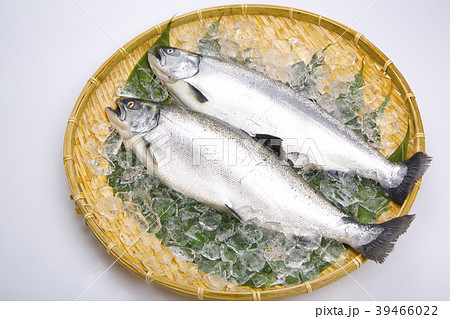サクラマス　食材 39466022