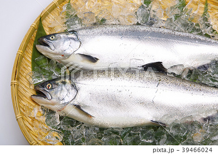 サクラマス　食材 39466024