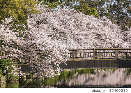 愛知県 名城公園 桜 愛知県 名城公園 桜 39466039
