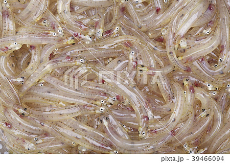 しろうお　魚 39466094