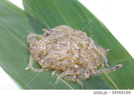 しろうお　魚 39466100