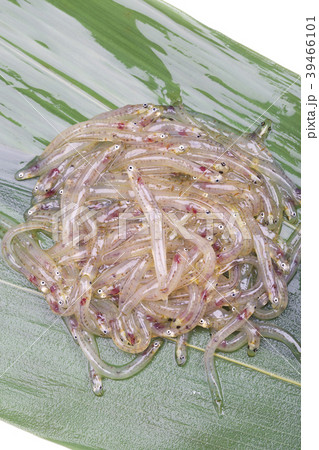 しろうお　魚 39466101