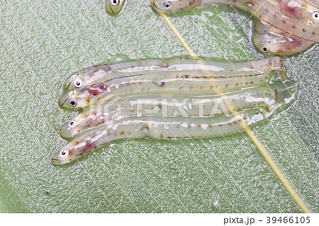 しろうお 魚 しろうお 魚 39466105