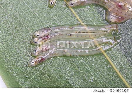 しろうお　魚 39466107