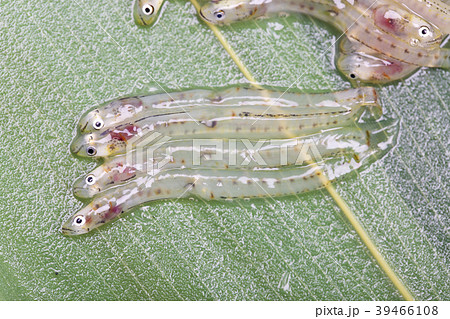 しろうお　魚 39466108