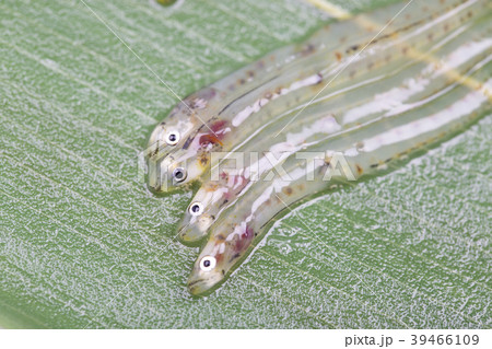 しろうお 魚 しろうお 魚 39466109