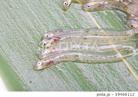 しろうお　魚 39466112