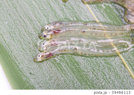 しろうお　魚 39466113