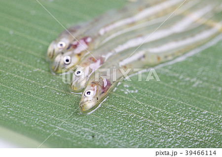 しろうお 魚 しろうお 魚 39466114