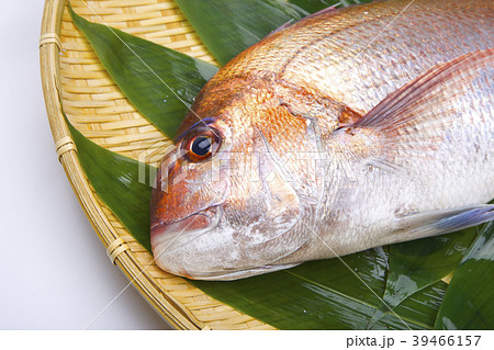 真鯛　食材 39466157