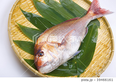 真鯛　食材 39466161