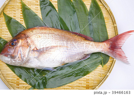 真鯛 食材 真鯛 食材 39466163