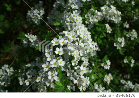 満開の雪柳の花 満開の雪柳の花 39466176