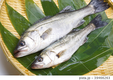 スズキ　魚 39466263