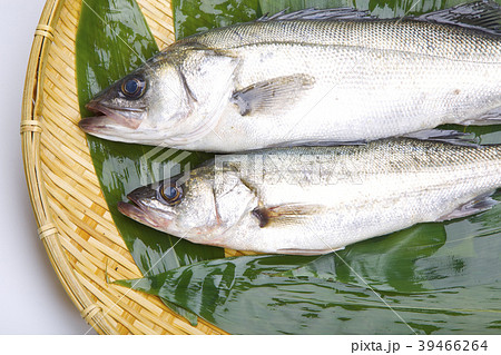 スズキ　魚 39466264