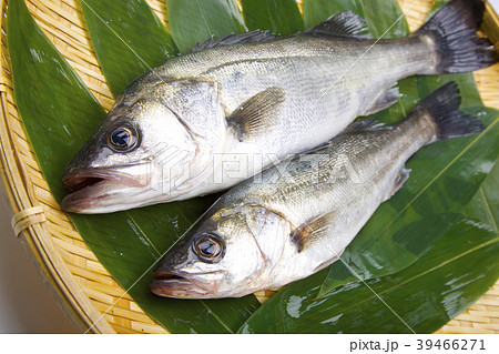 スズキ　魚 39466271