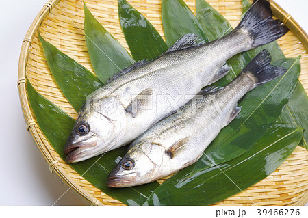 スズキ 魚の写真素材