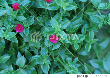 花蔓草 ハナヅルソウ 花言葉は「清楚」 花蔓草 ハナヅルソウ 花言葉は「清楚」 39466286