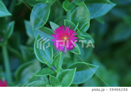 花蔓草　ハナヅルソウ　花言葉は「清楚」 39466288