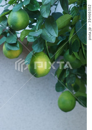 瓢柑　ヒョウカン 39466302