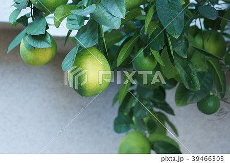 瓢柑　ヒョウカン 39466303