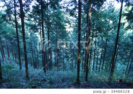 ひのき造林地 ひのき造林地 39466328