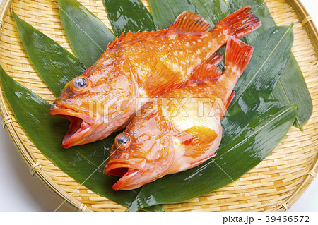 カサゴ 魚 カサゴ 魚 39466572