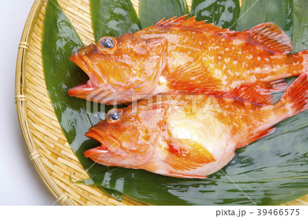 カサゴ　魚 39466575