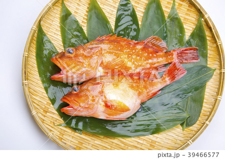 カサゴ　魚 39466577