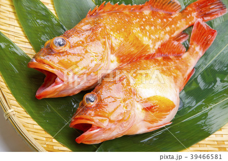 カサゴ　魚 39466581