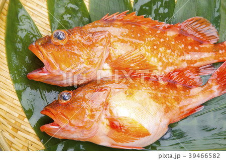 カサゴ　魚 39466582